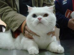 猫 ---急！ 急！求领养